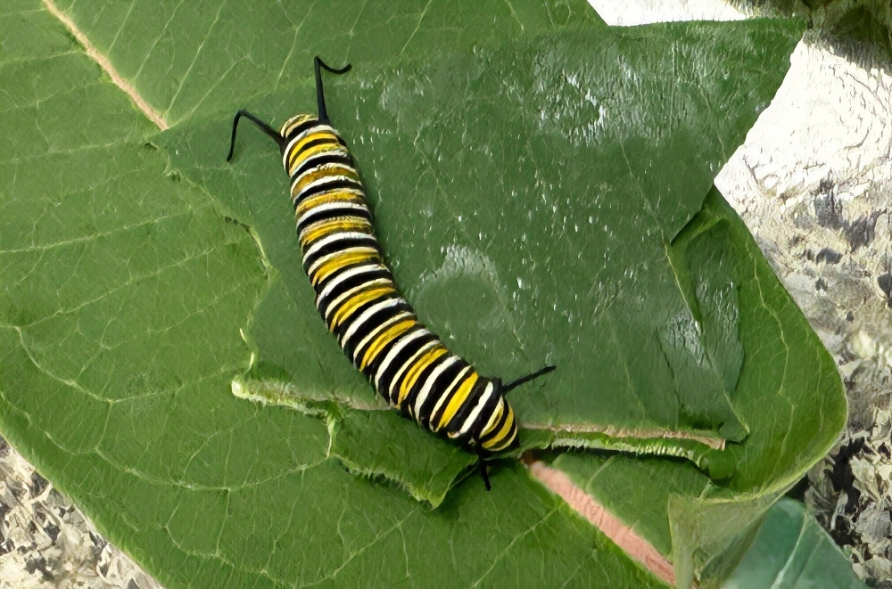 caterpillars- 7.jpg