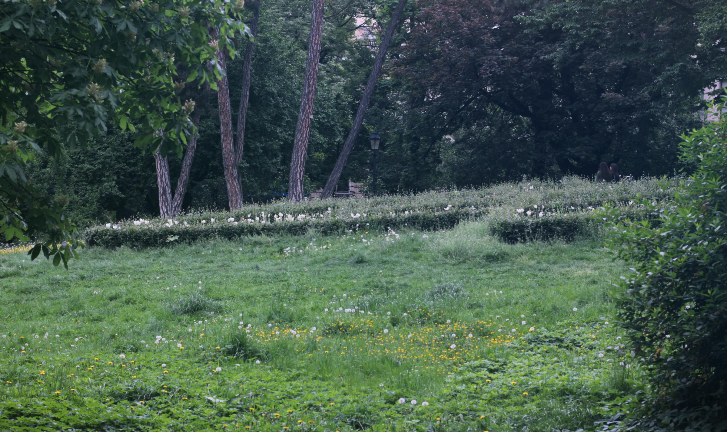 IMG_7187-crop.JPG
