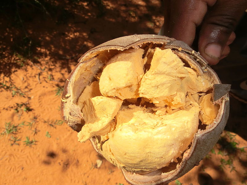Interno_del_frutto_del_baobad_Adansonia_rubrostipa.JPG