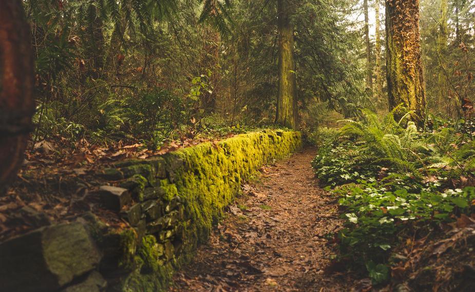 a-mossy-leafy-autumnal-path.jpg