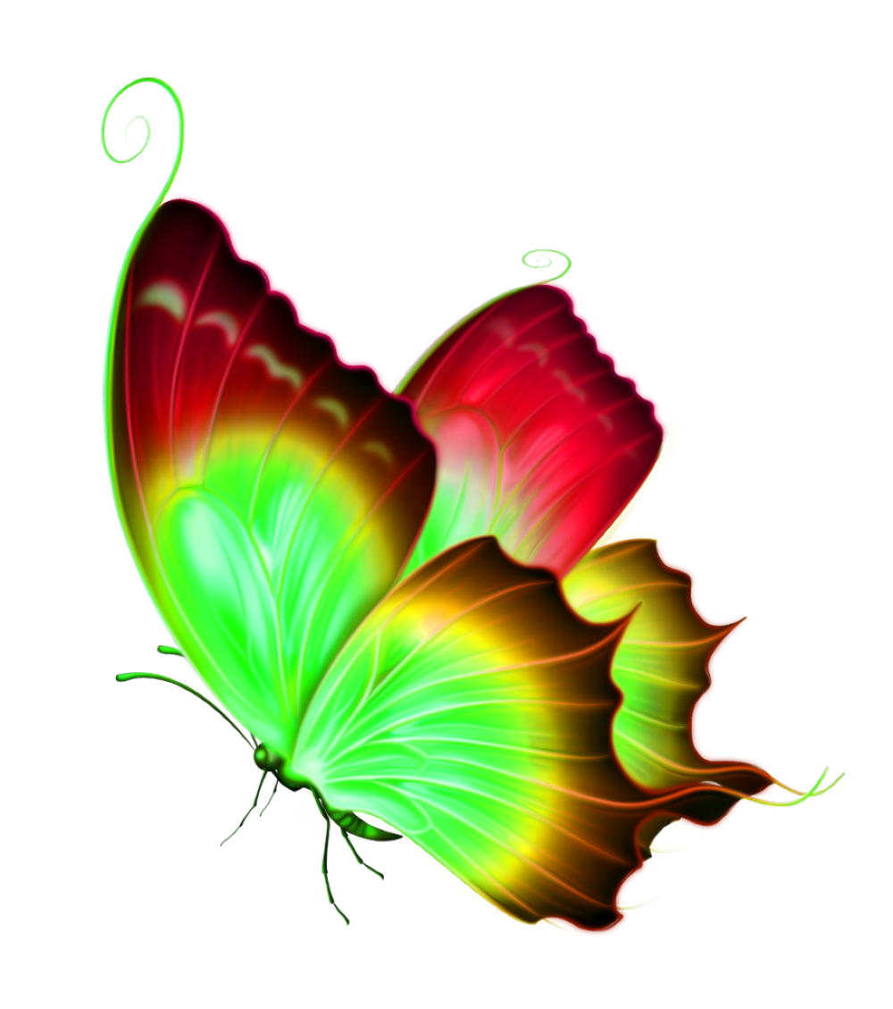butterfly2.png