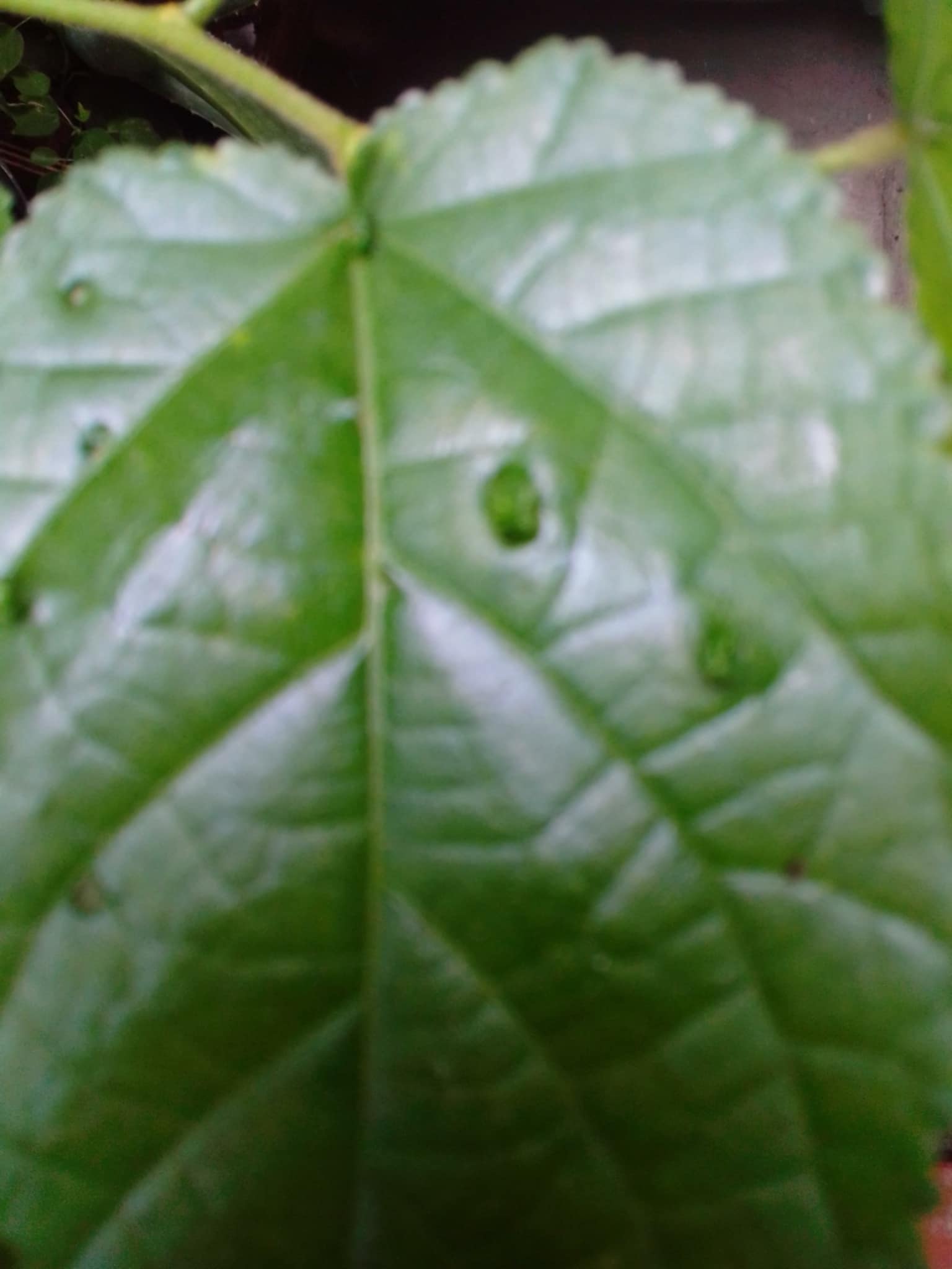 planta10.jpg