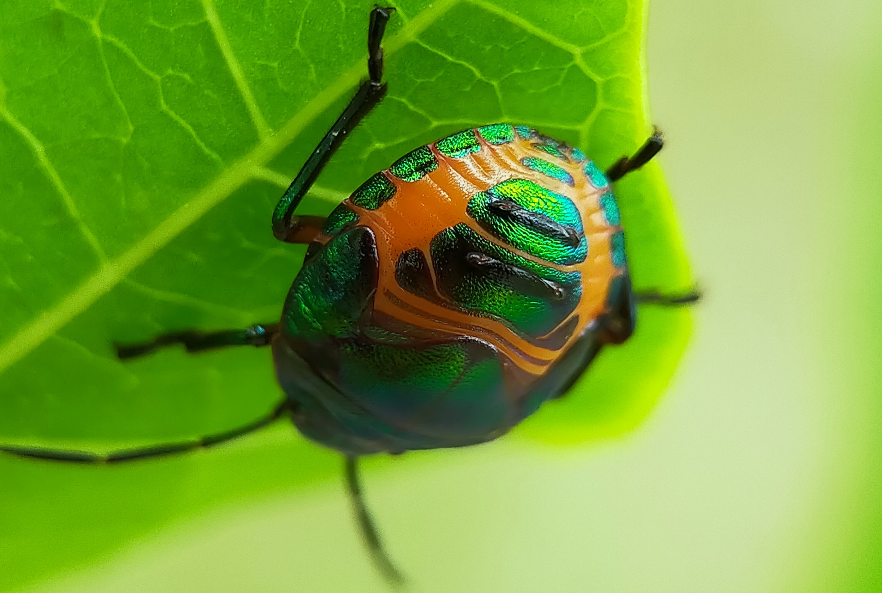 Jewel bugs (49).jpg