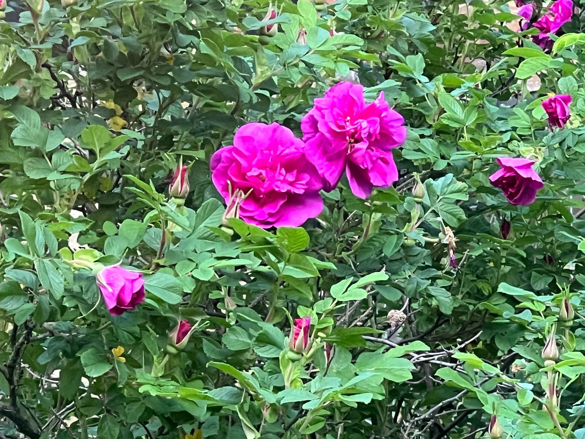 IMG_1202.jpeg
