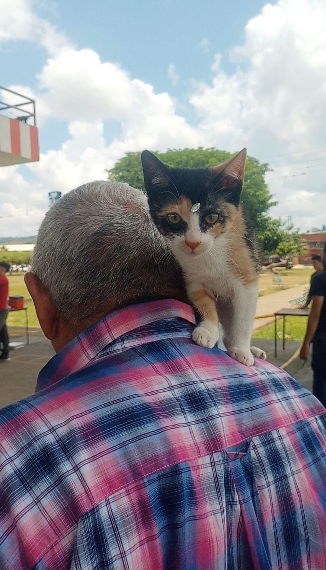 gatita en espalda del señor