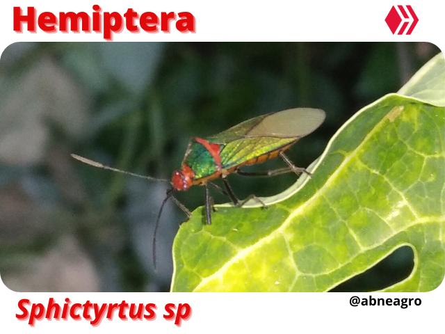 Automeris cf. jucunda (2).png