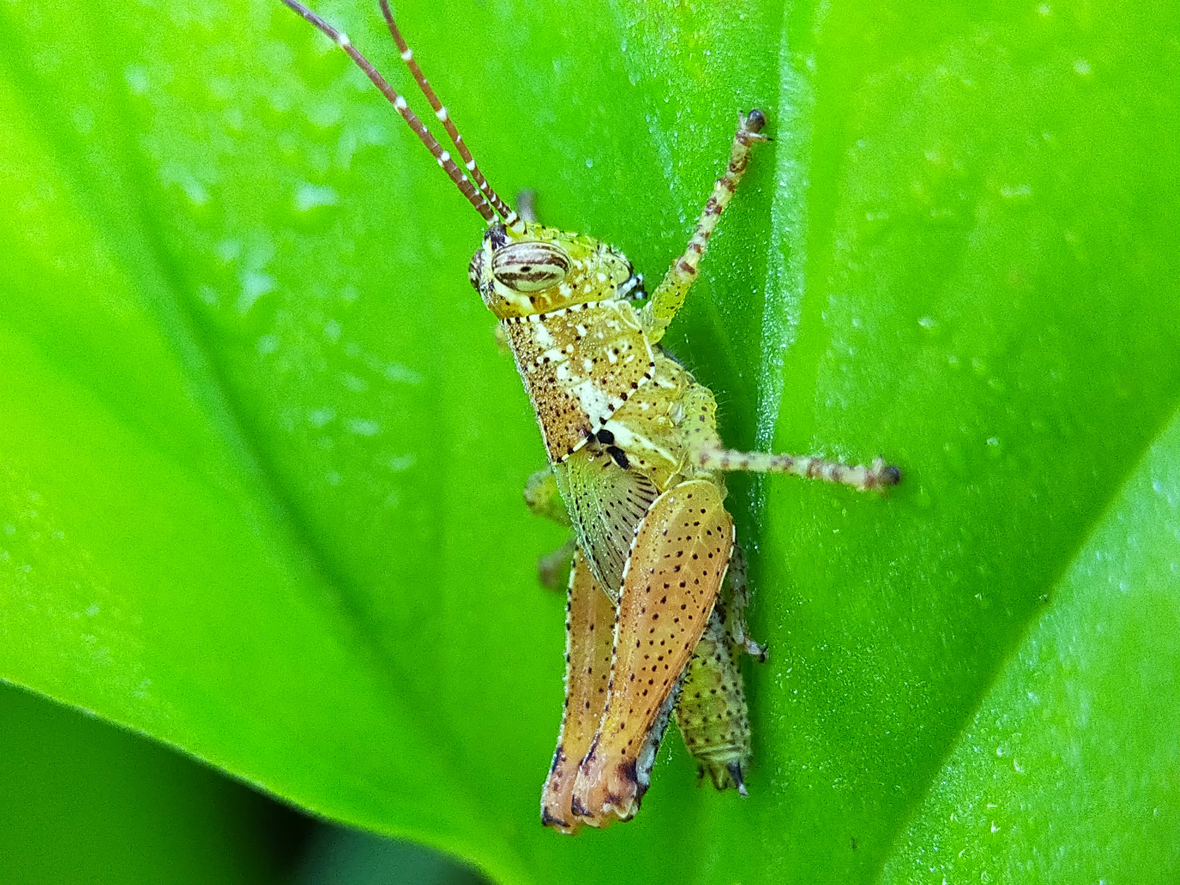 Grasshopper (24).jpg