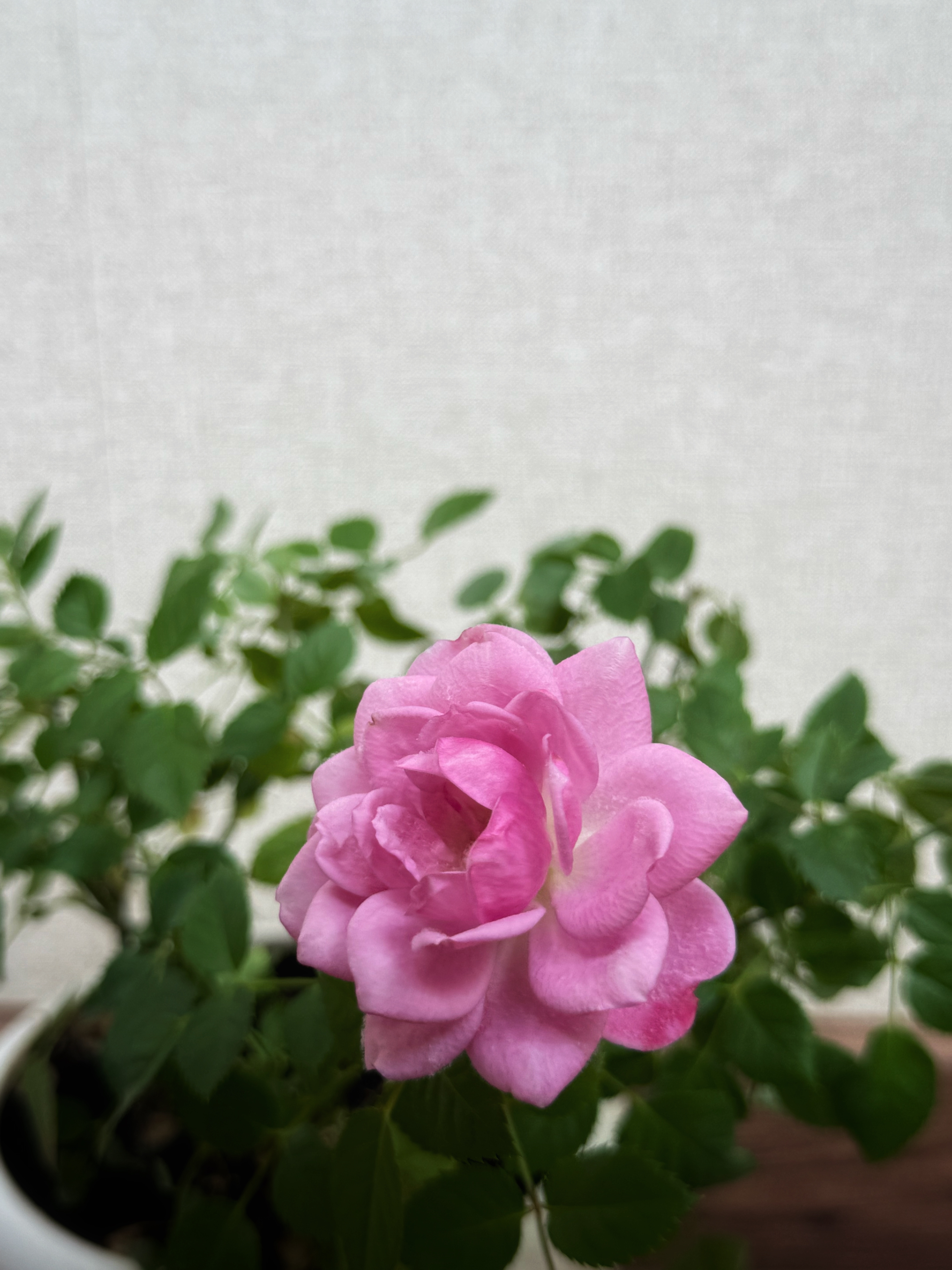 IMG_2667.jpeg