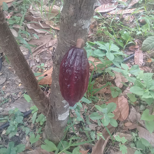  " "cacao trinitario.jpg""