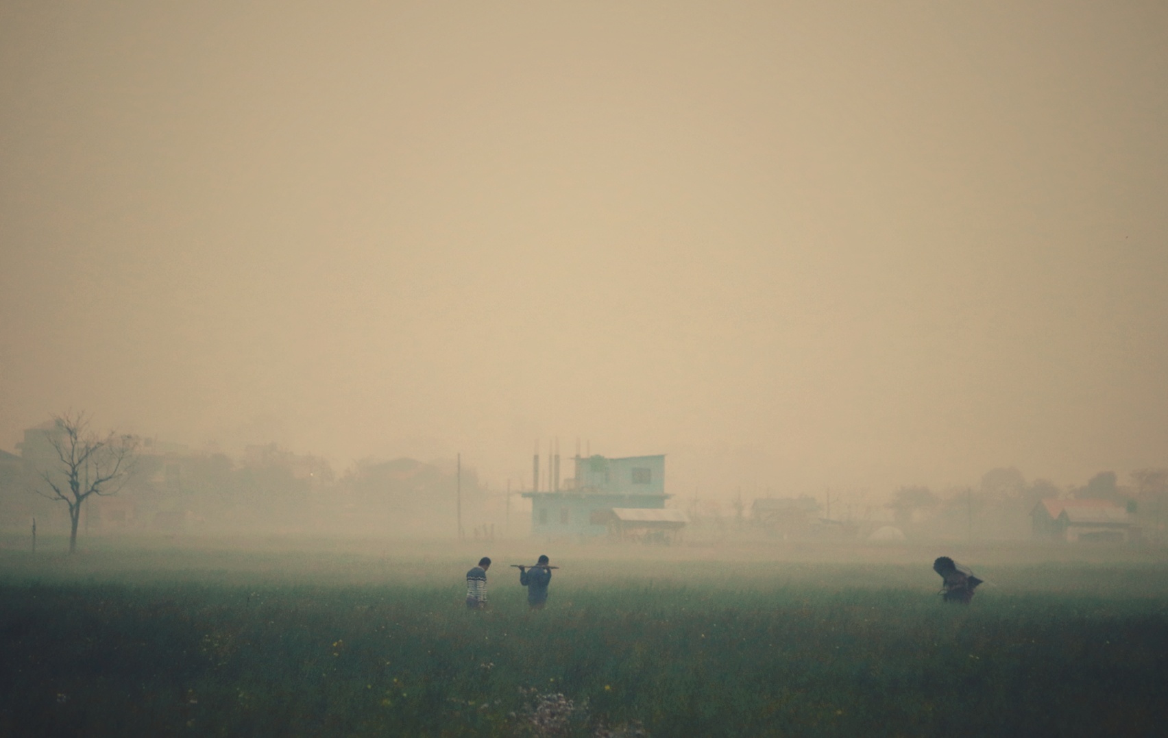 mist farm-02.jpeg