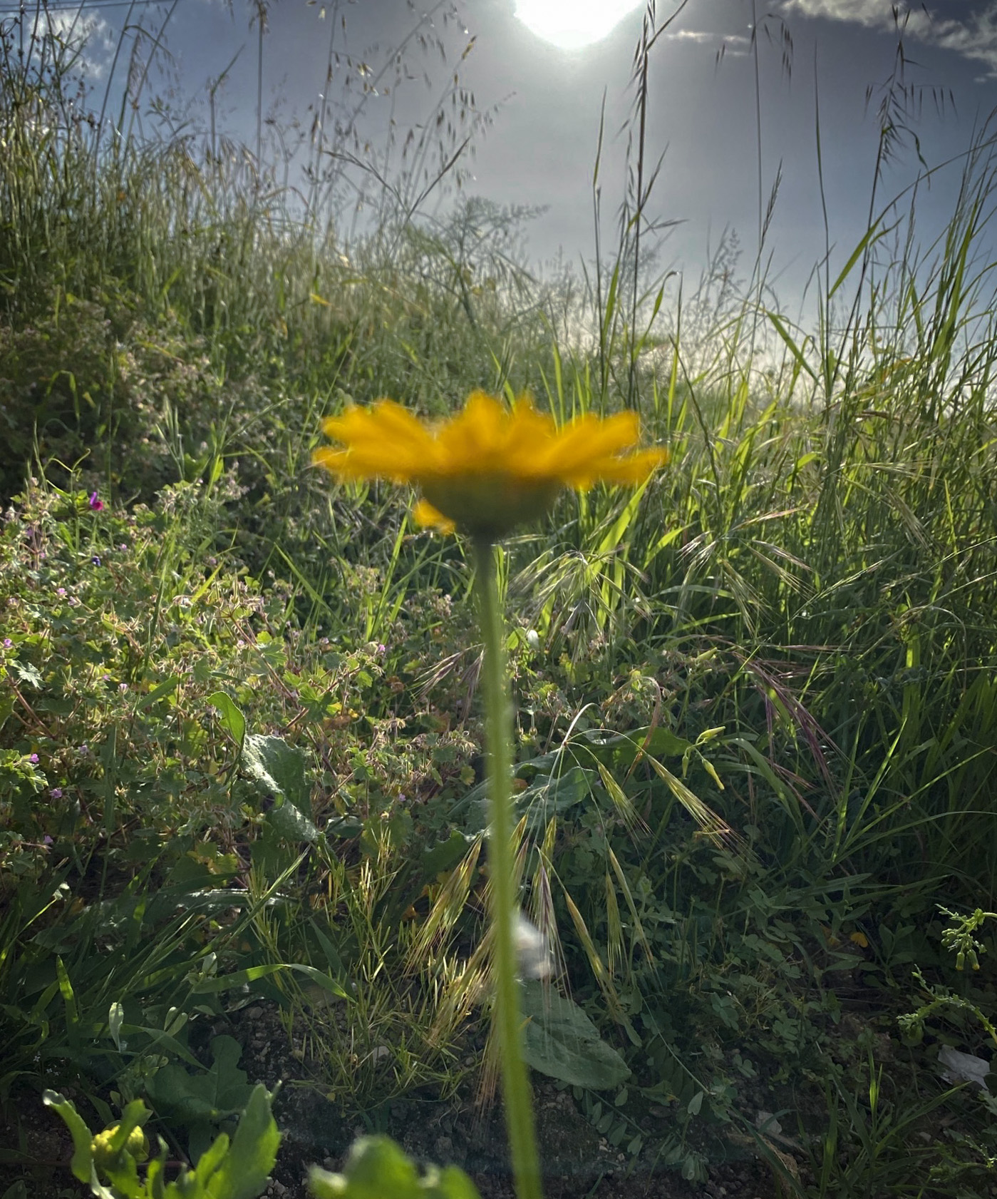 Image (8).jpg