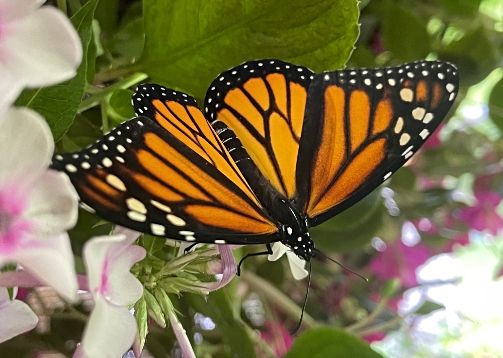 amazing-nature-butterflies-monarchs-3.jpg