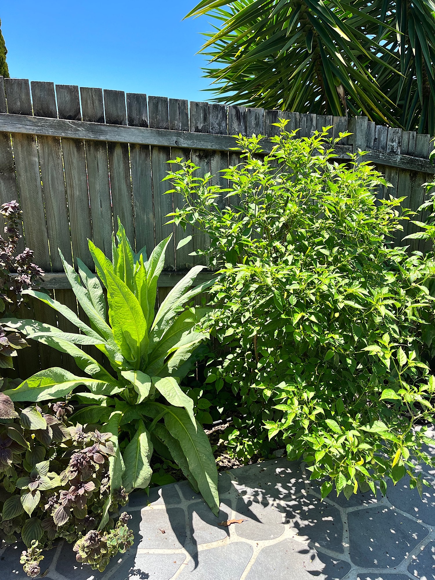 Tropical lettuce