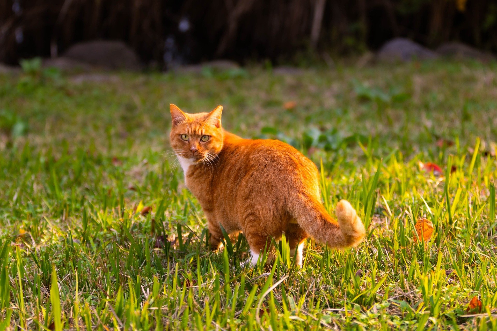 cat-9169528_1920.jpg