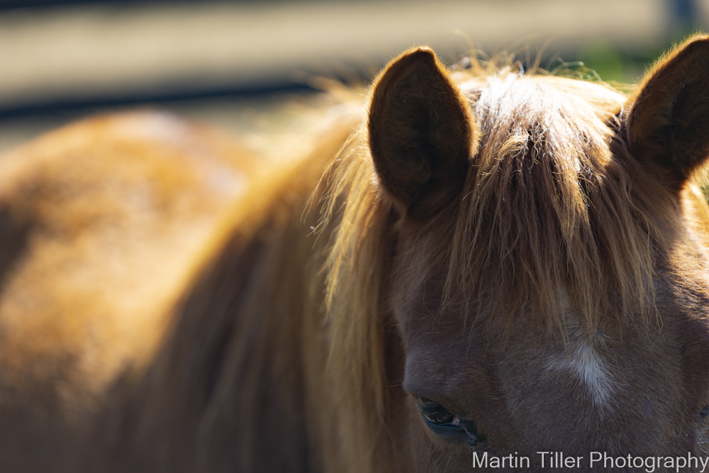 retired horse (1 of 1).jpg