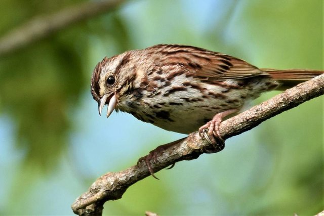 song sparrow.jpg