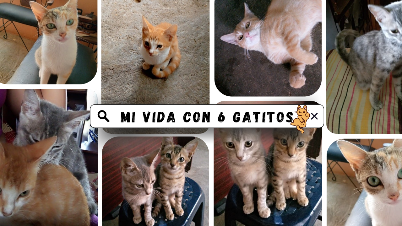 🐈Mi vida con 6 gatitos 🐈‍⬛.//🐈My life with 6 kittens🐈‍⬛.(Esp-Eng)