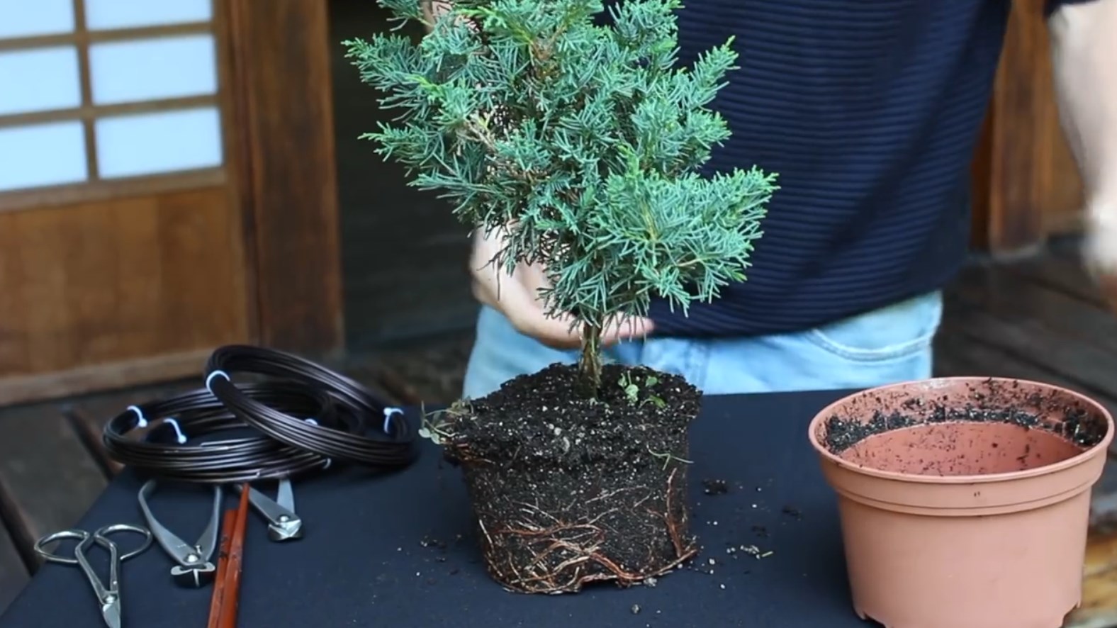 07.-Como-crear-un-bonsai-de-enebro-limpieza.jpg