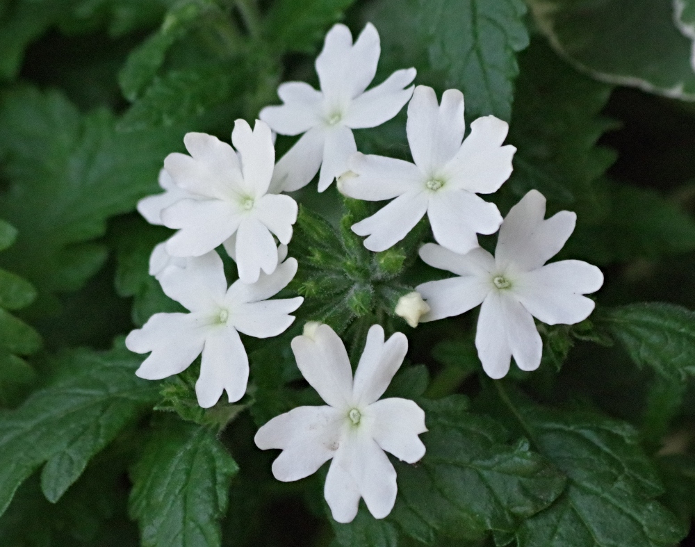 flowers-white-verbena.jpg