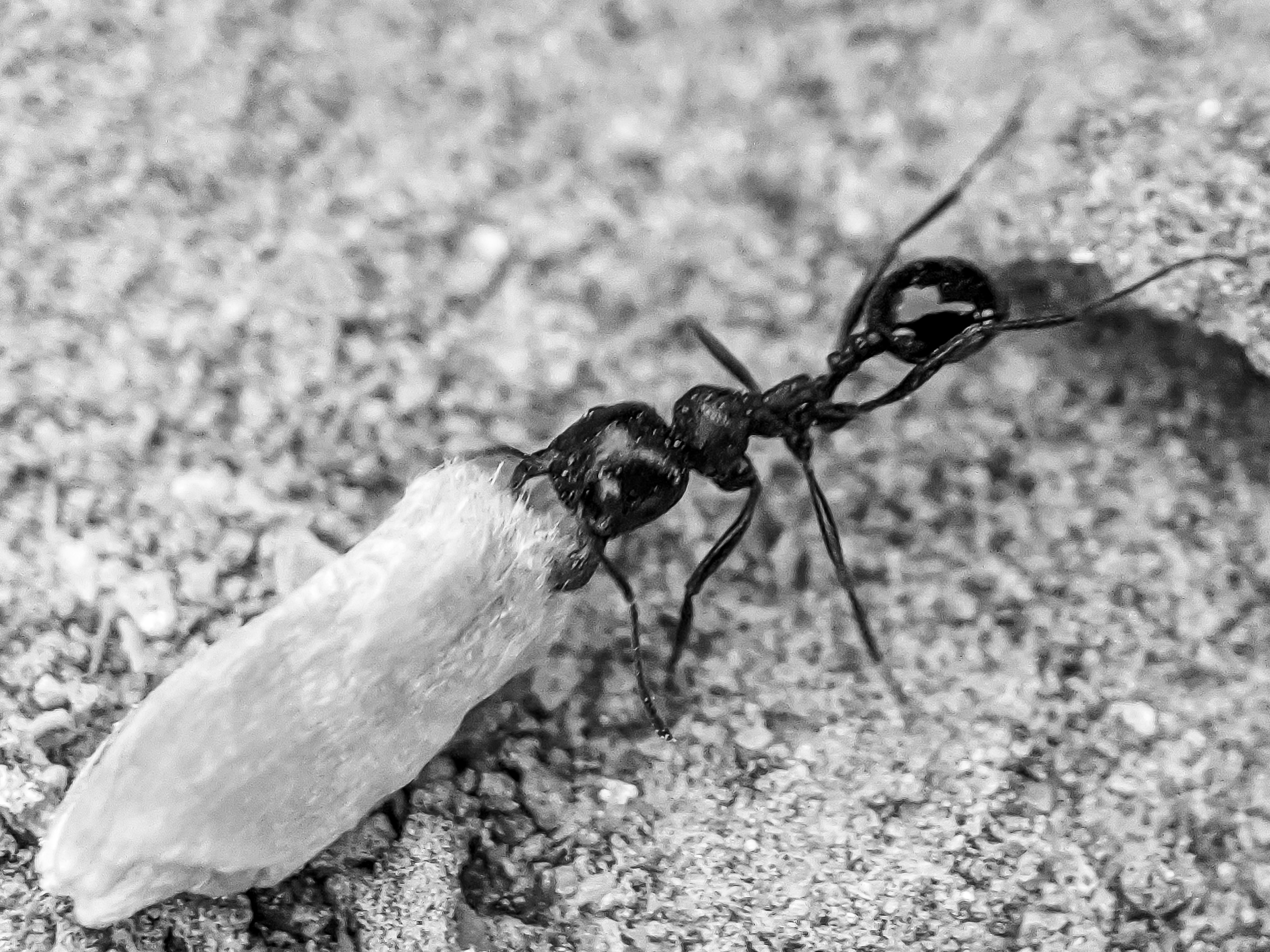 ant (6).jpg