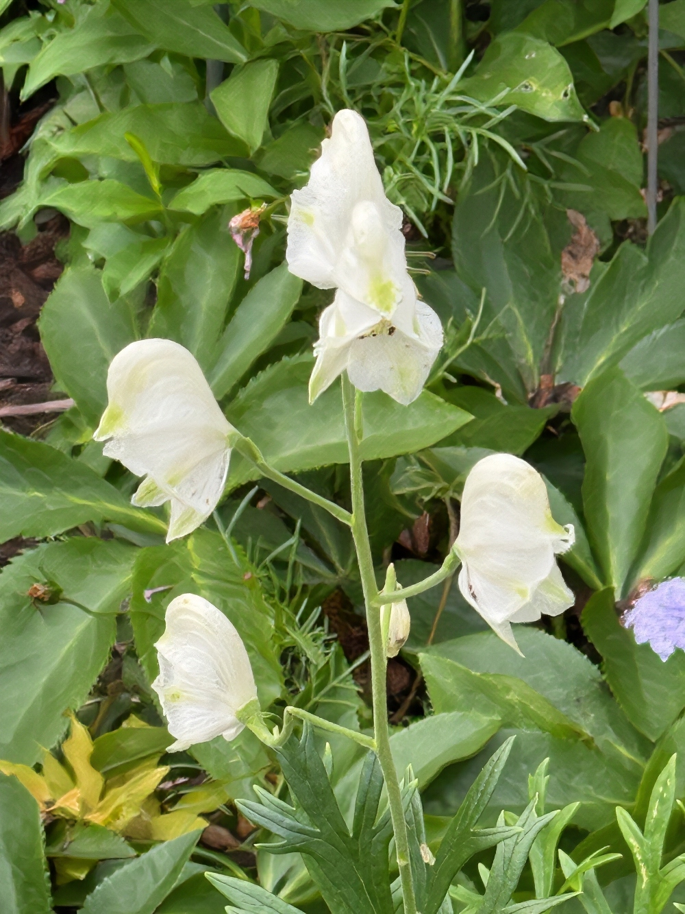 hivegarden-monkshood.jpg
