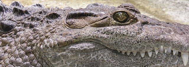 crocodile-1660537_640.jpg