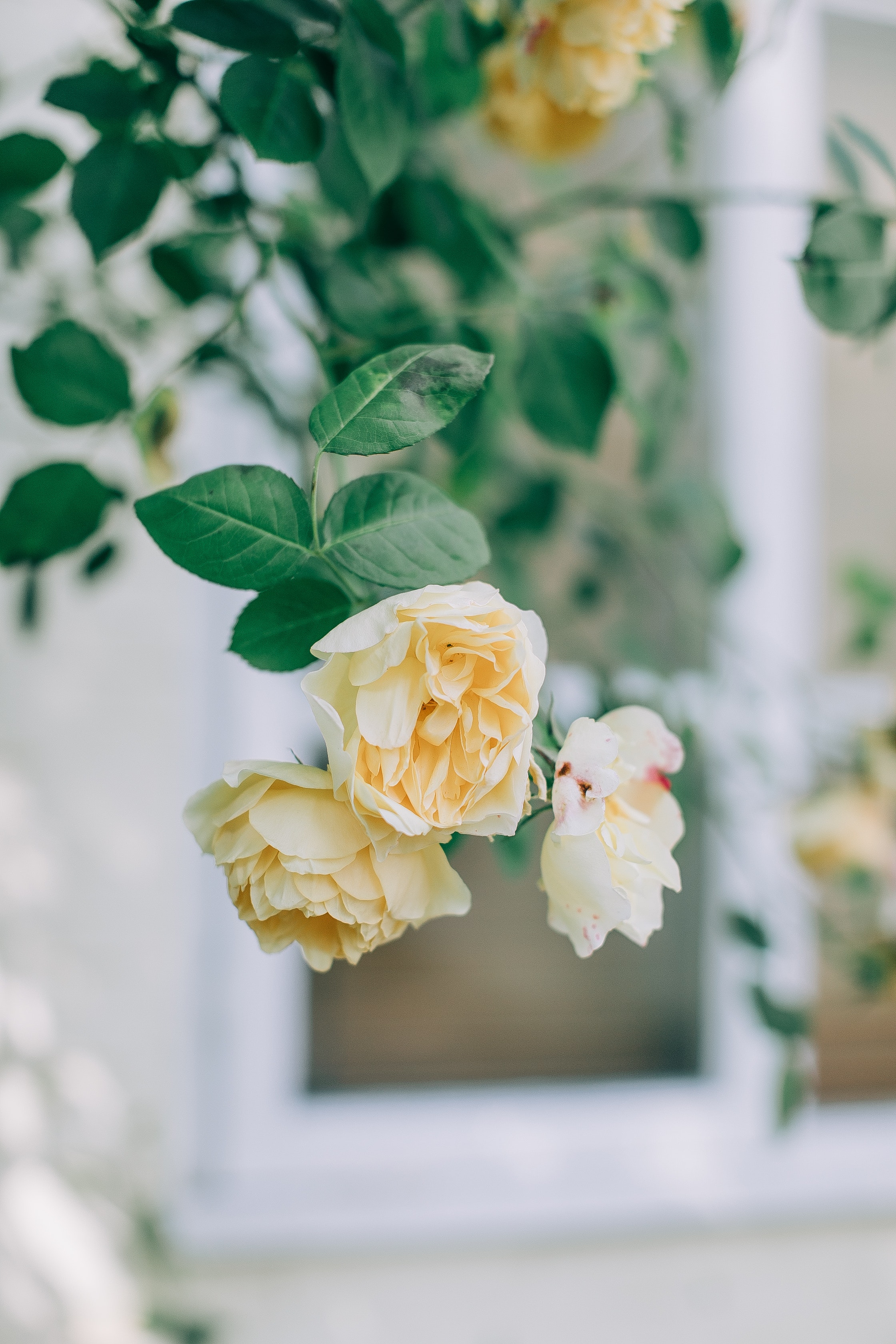 white-roses-in-tilt-shift-lens-4482673.jpg