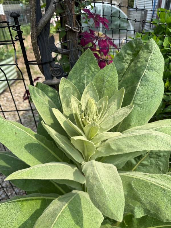 hivegarden-mullein (1).jpg