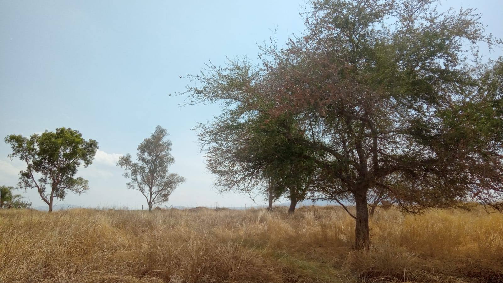 arboles.jpg