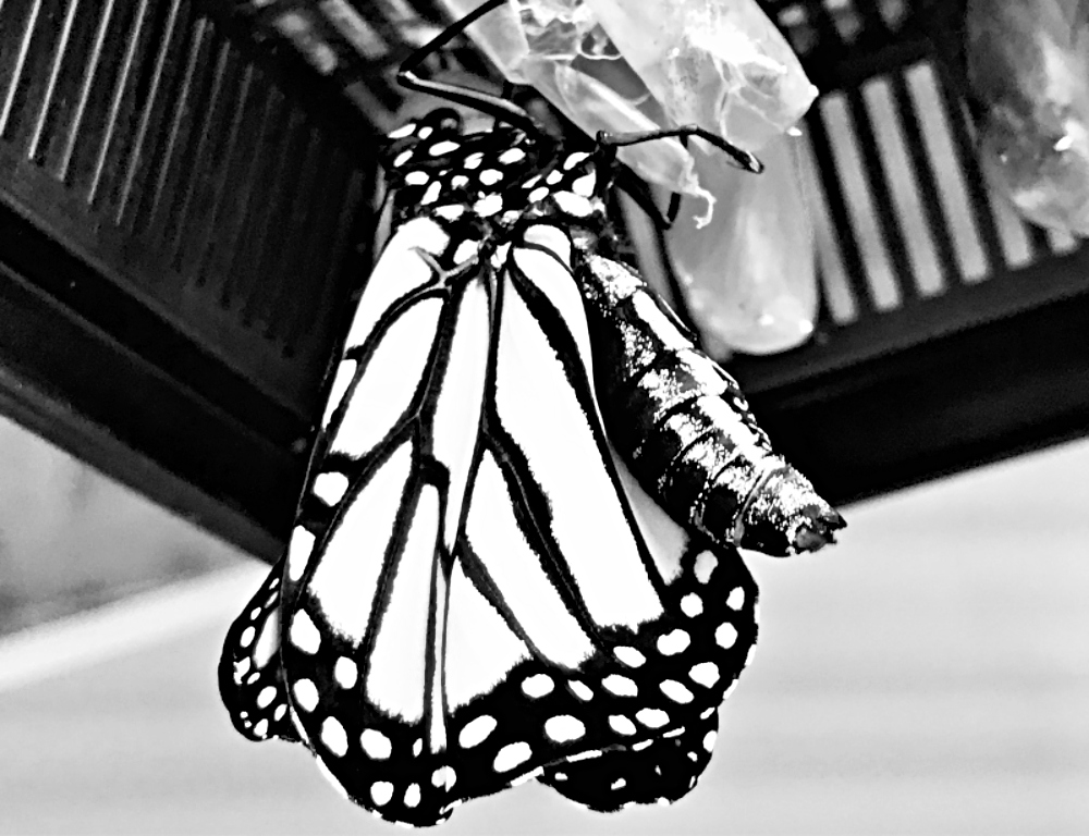 blacknwhite-monarch-butterfly-3.jpg