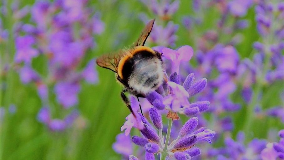 lavender-purple-flowers-hummel-violet-lavender-field.jpg