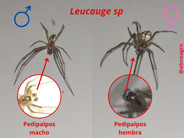 Automeris cf. jucunda (5).png
