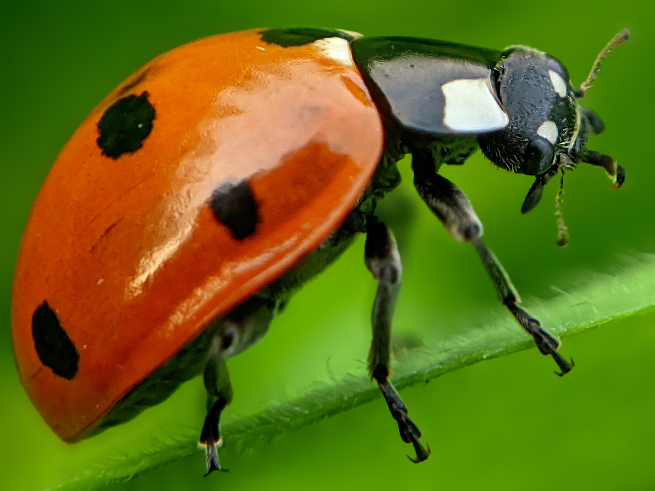 ladybird (8).jpg