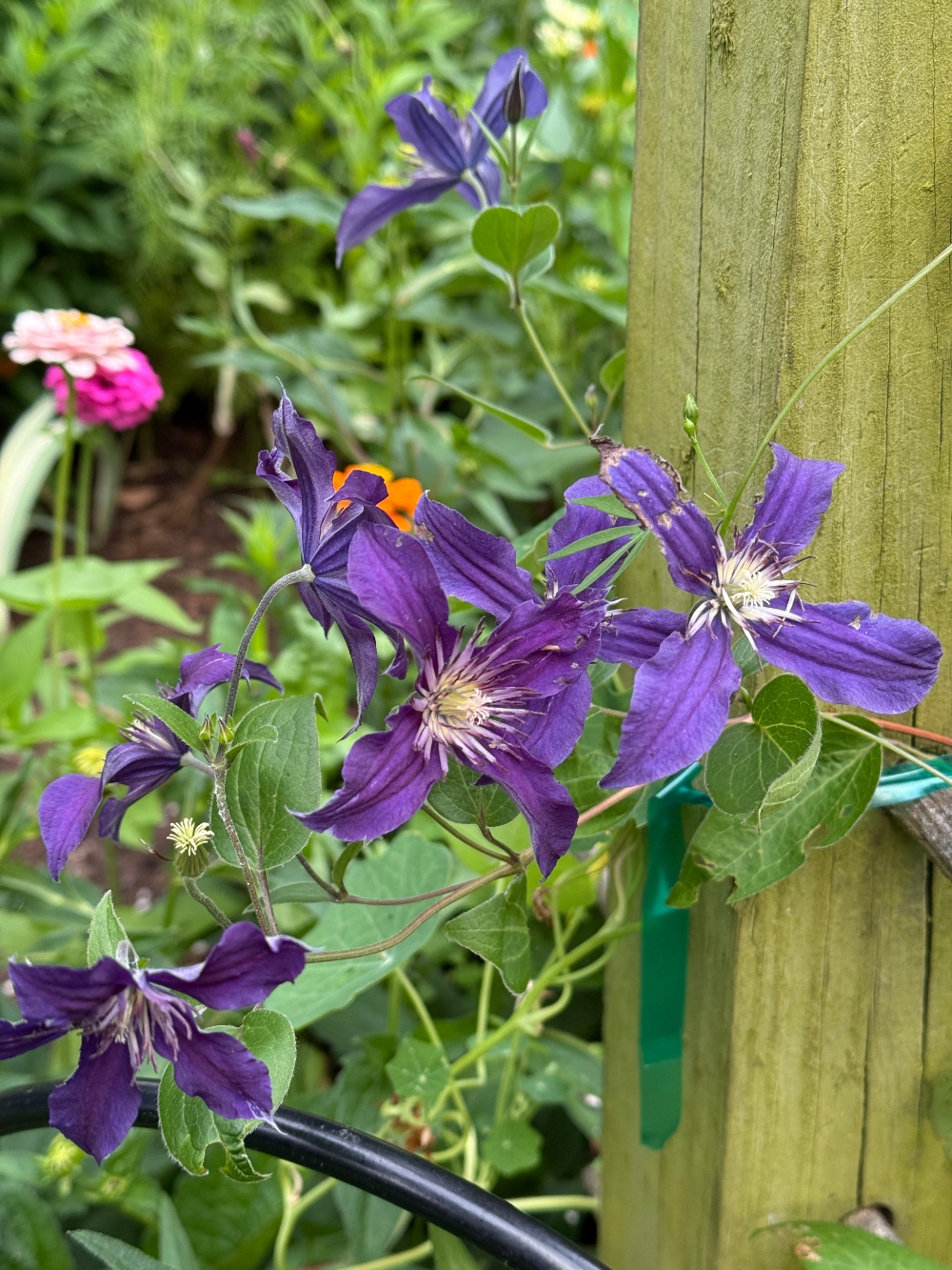 hivegarden-clematis.jpg