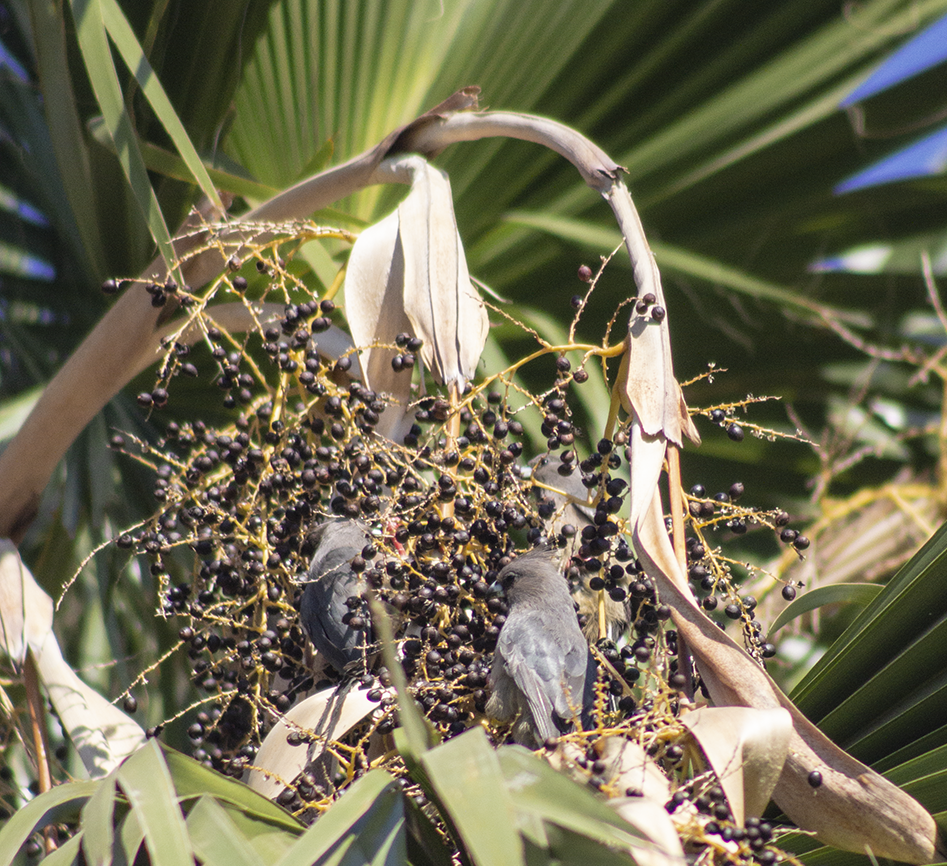 Mousebirds eating palm berries.png