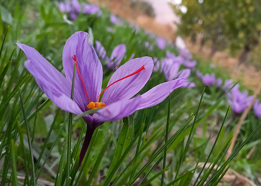 Harvesting saffron gems — Hive