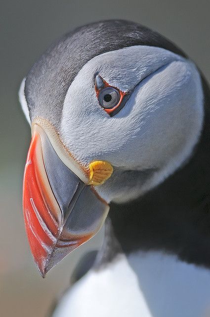 ATLANTIC PUFFIN Portrait Fratercula arctica_.jpeg