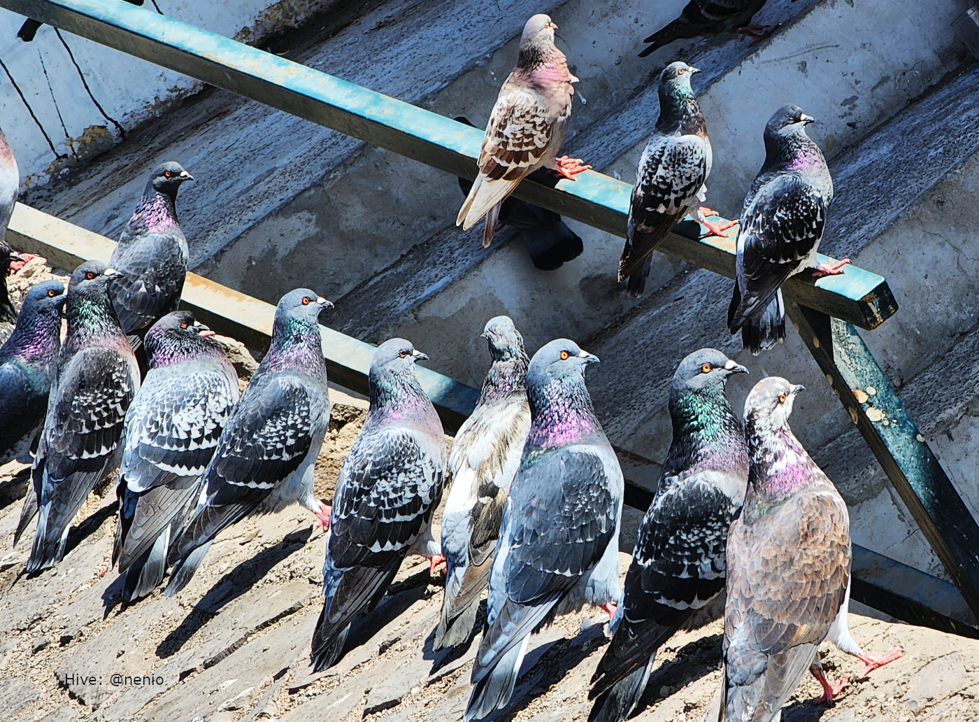 pigeons-005.jpg