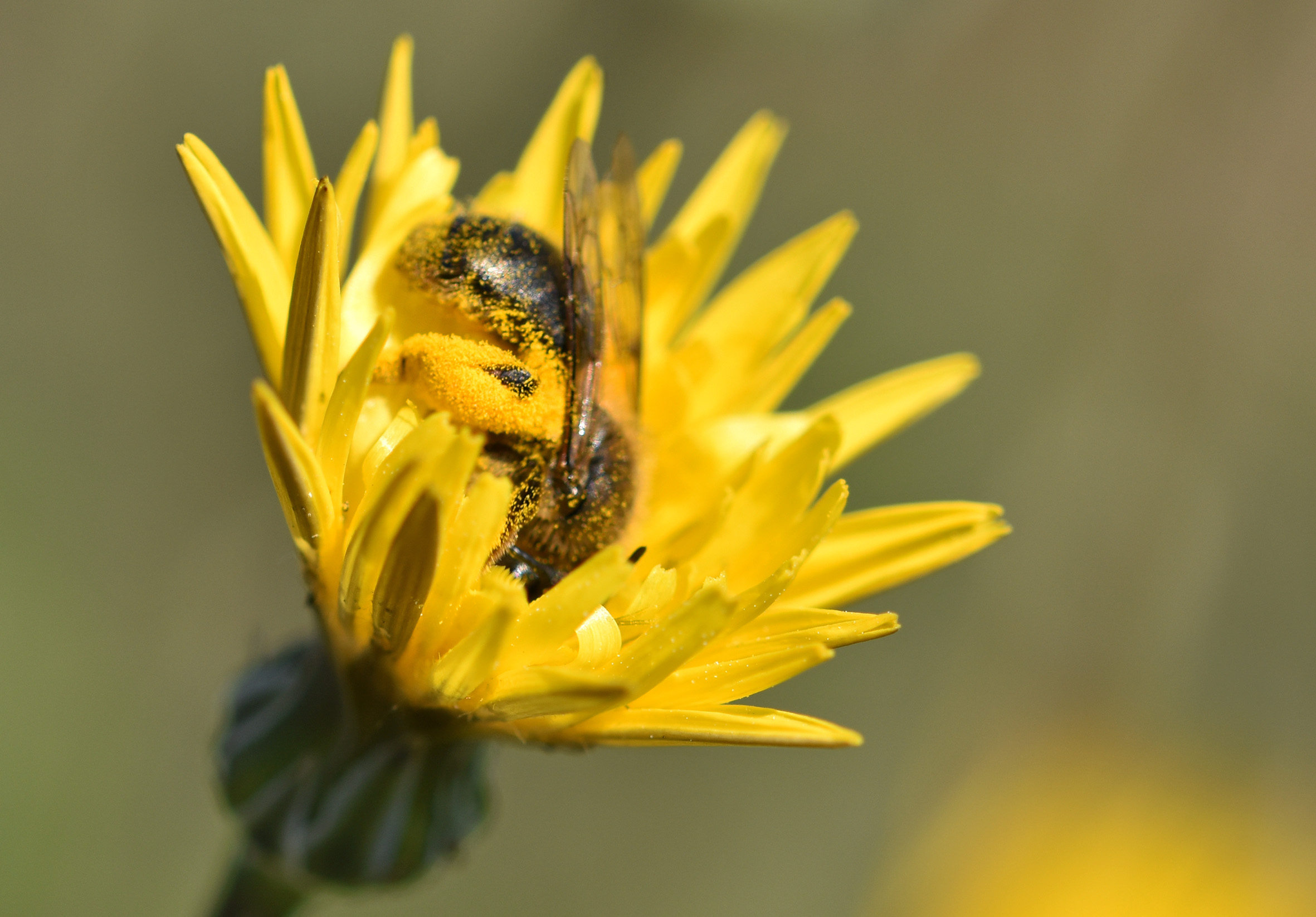 bee pollen macro 3.jpg
