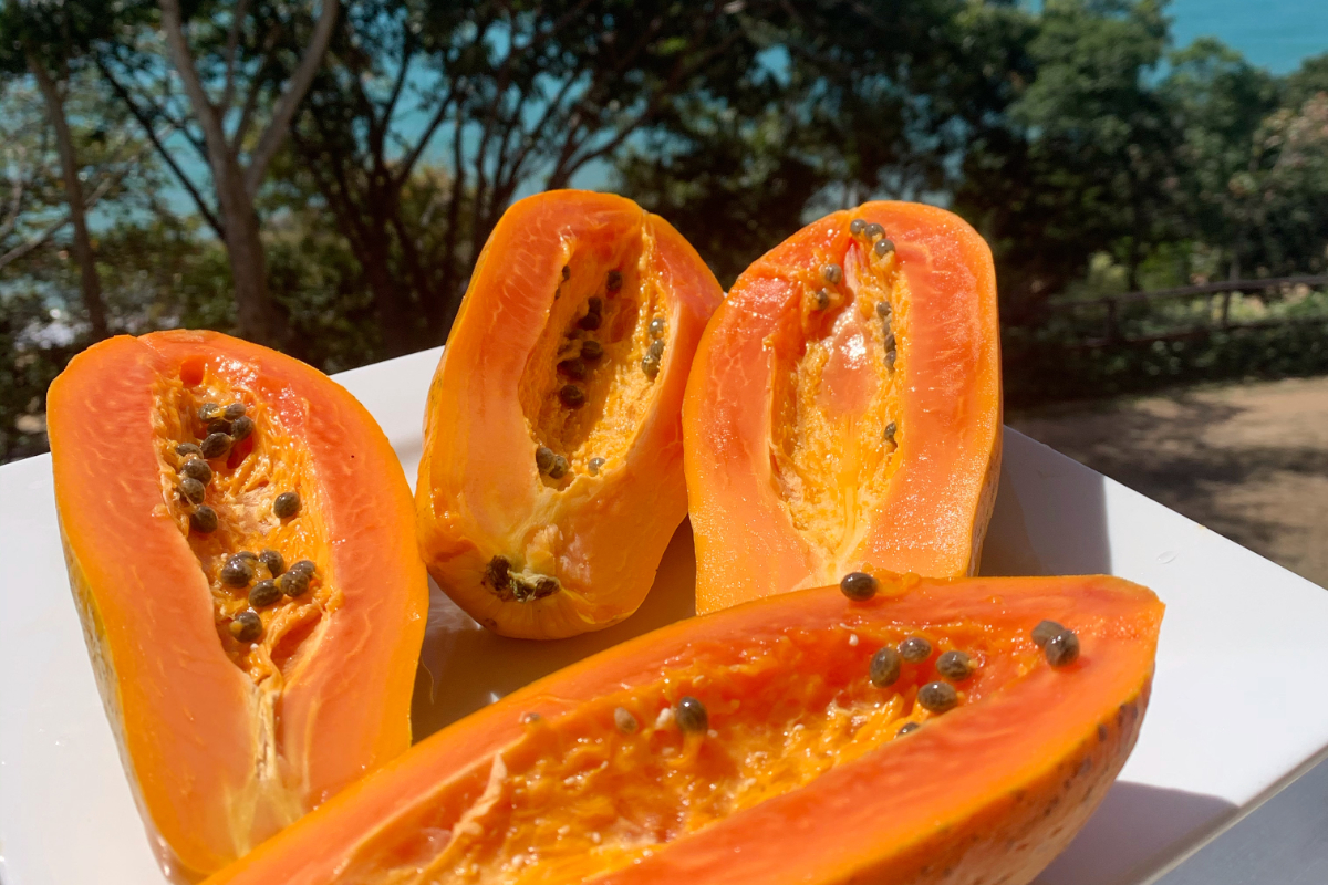 papaya meal.jpg