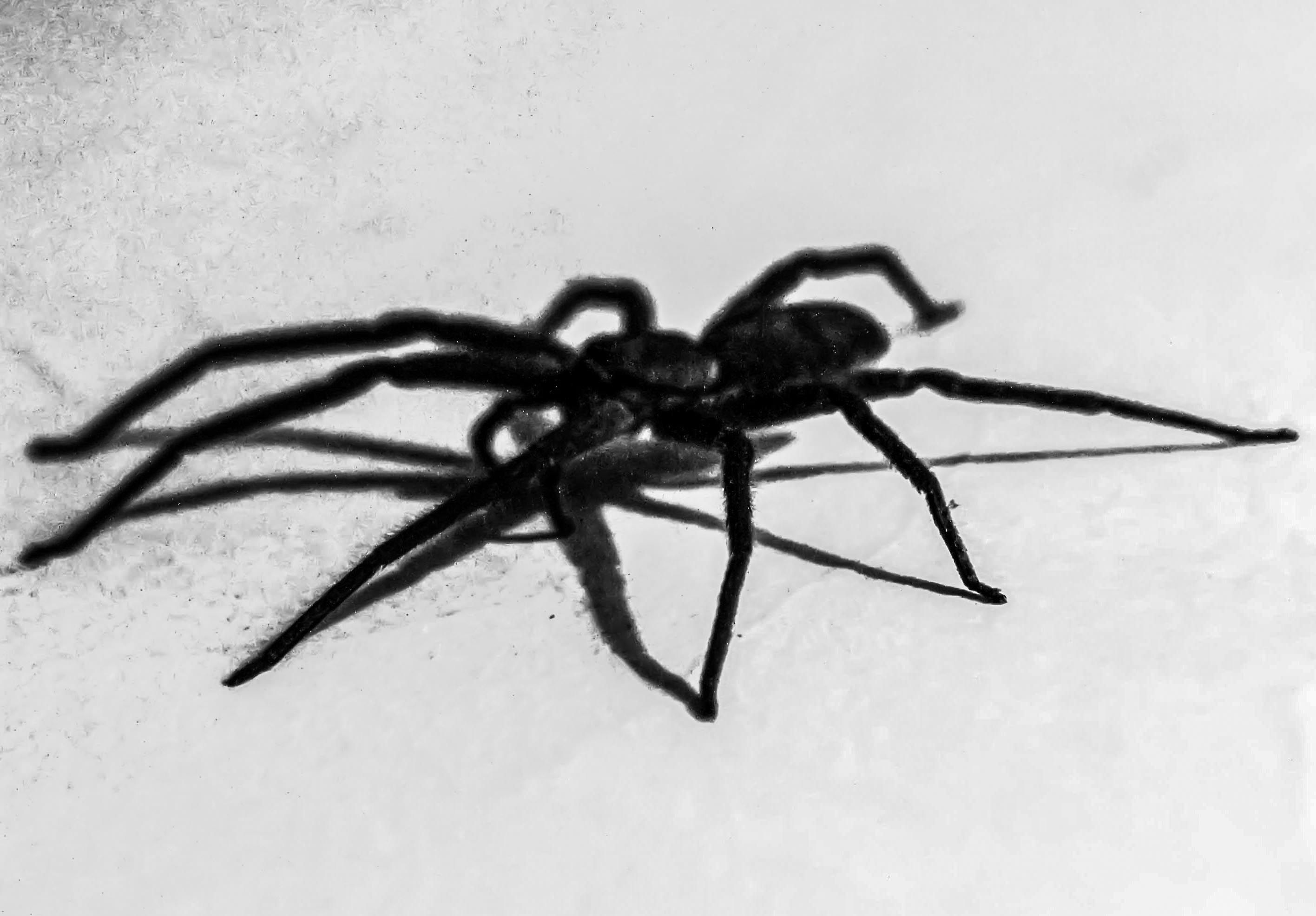 Black & White Spiders — Hive