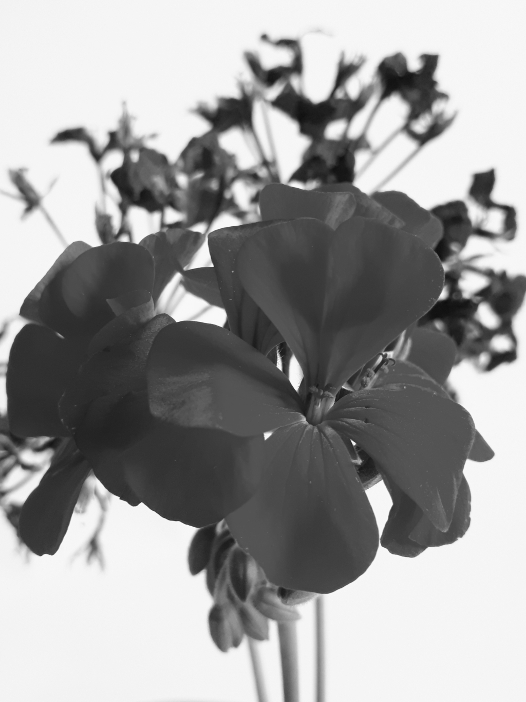 20250723_120534_bw.jpg