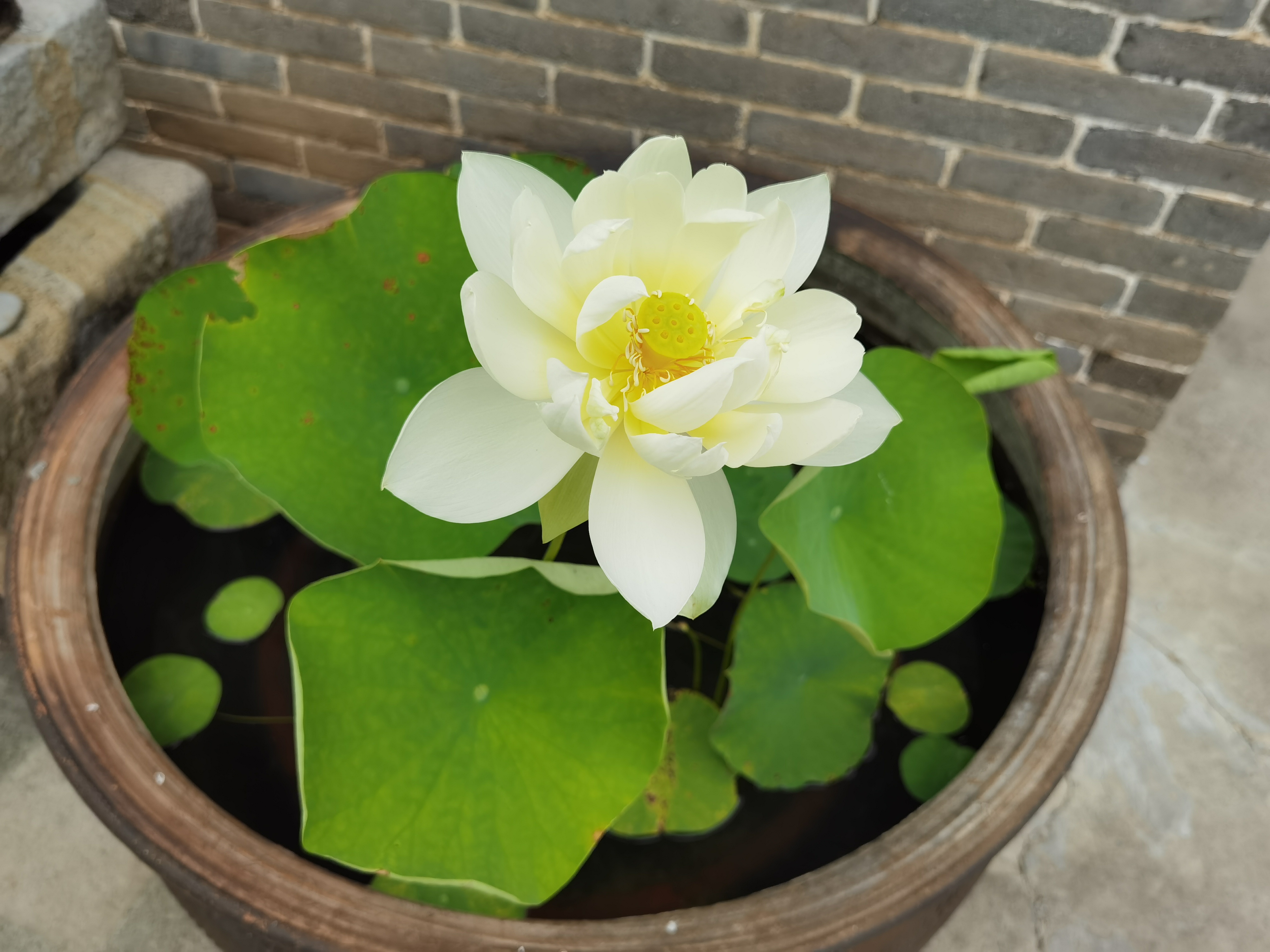 荷花.jpg