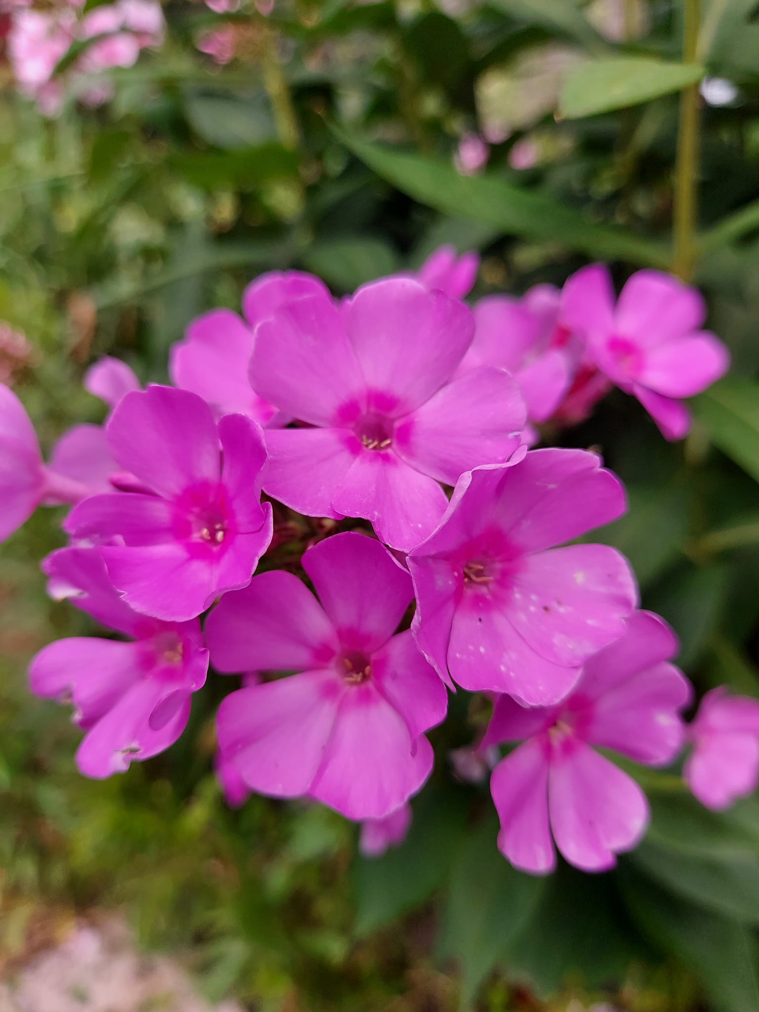 IMG_0255.jpeg