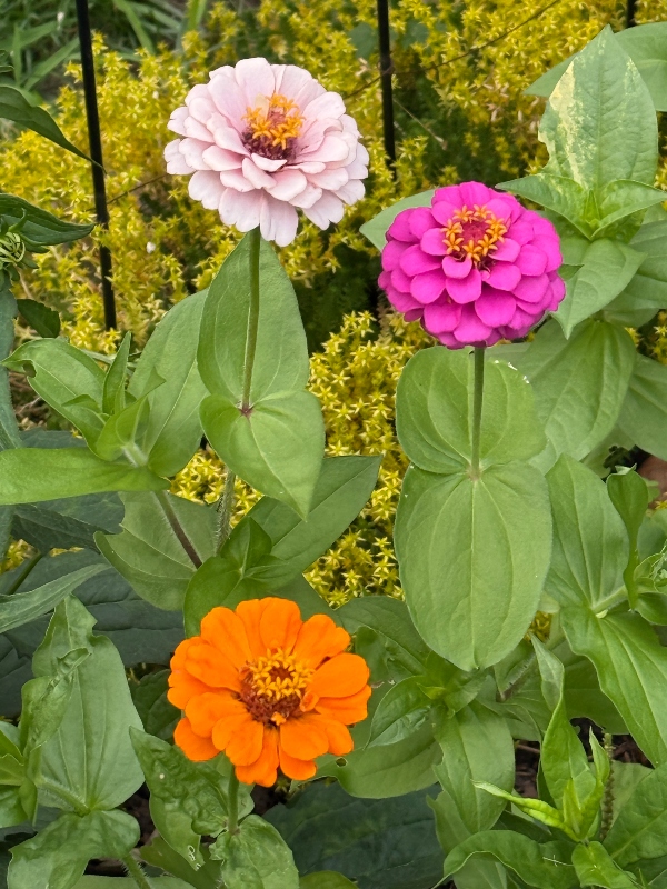 hivegarden-zinnia (1).jpg