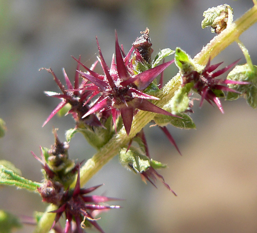 Ambrosia_acanthicarpa_12.jpg