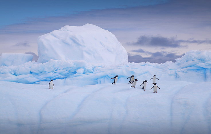 penguins_antartica-cover_0.jpg