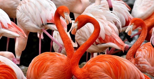 flamingo-3309628_640.jpg