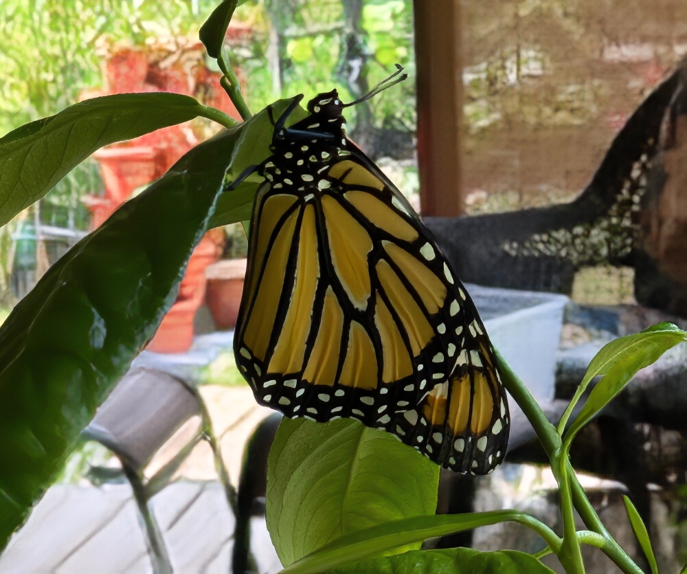 silverbloggers-monarch-butterfly-5.jpg