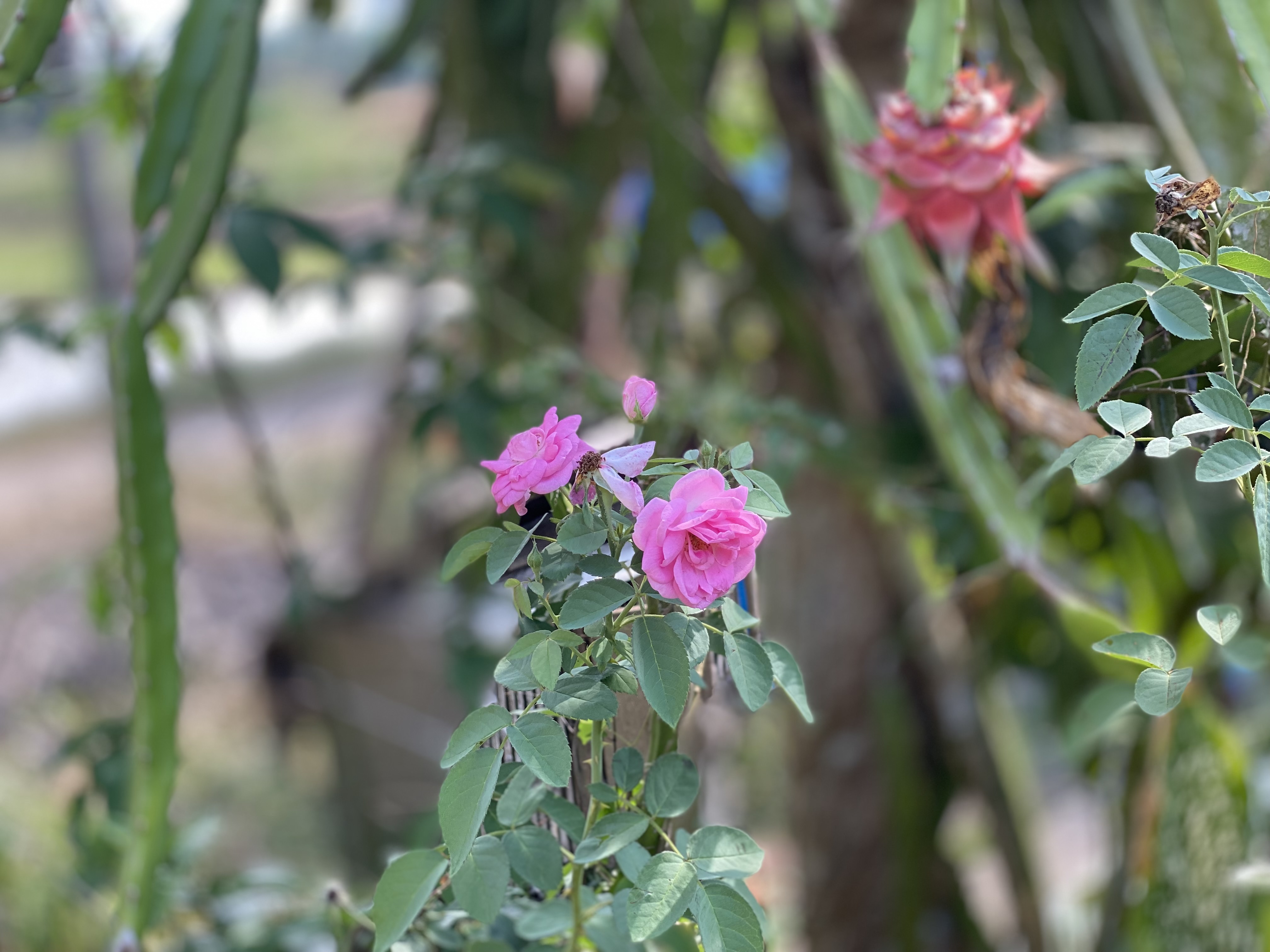 IMG_3568.jpeg